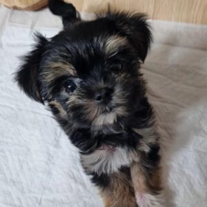 dog adoption at petsmart