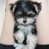 Morkie puppies for sale Ohio