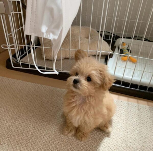 mini cavapoo puppies for sale