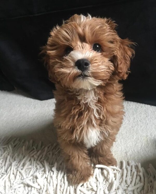 cavapoo puppies near me for sale