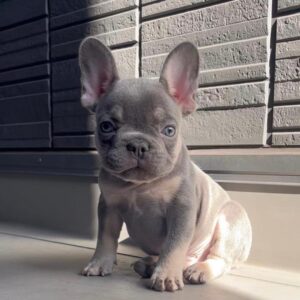 French bulldogs for sale near me