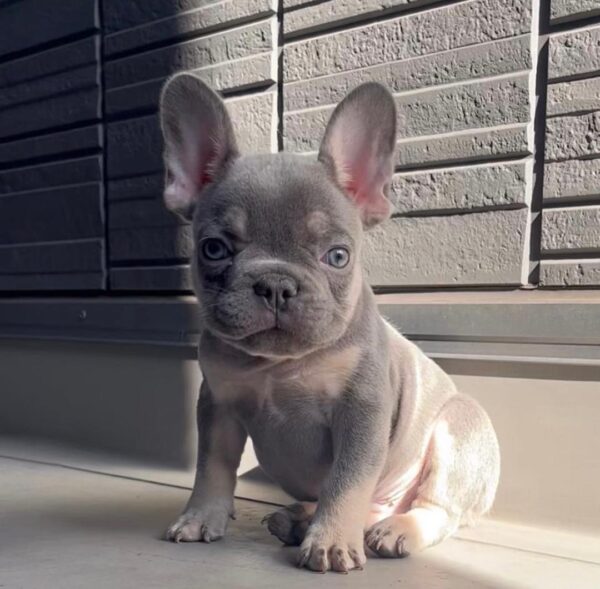 French bulldogs for sale in Michigan