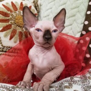 Adopt sphynx hairless