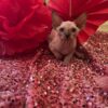 Adopt hairless sphynx cats for sale