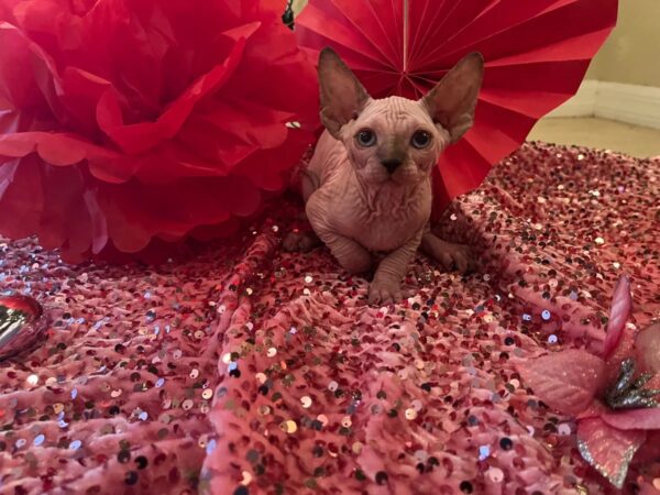 Adopt hairless sphynx cats for sale