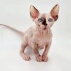 Adopt kitten sphynx cat