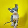 Adopt rescue sphynx kittens