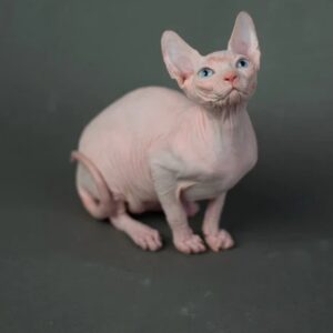 Adopt sphynx sphynx cats