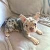 Adopt French bulldog and paws