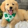 Adopt dog golden retriever dog