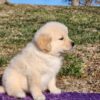 Adopt golden retriever lab