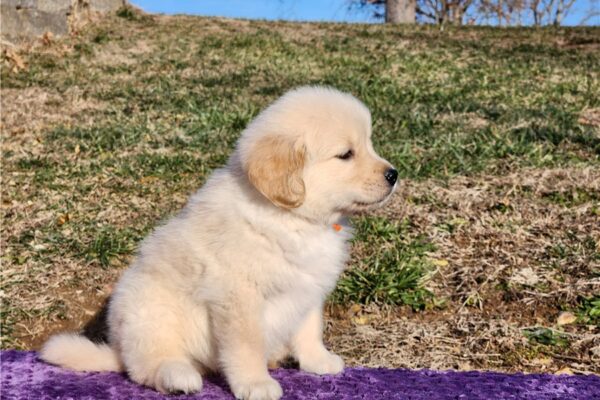 Adopt golden retriever lab