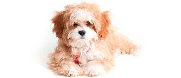 Cavapoo for Adoption